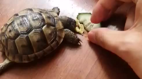 这个饿了好几天的憨憨